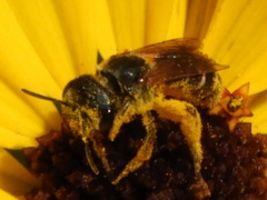 Halictus poeyi
