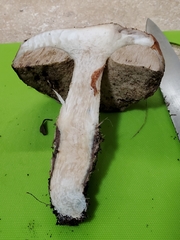 Leccinum manzanitae
