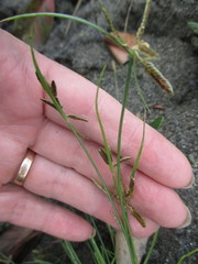 Cyperus niger