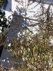 Aloysia citrodora