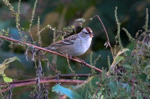 White-crowned Sparrow photographed in Georgia