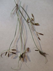 Cyperus niger