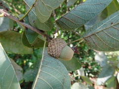 Quercus polymorpha