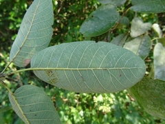 Quercus polymorpha