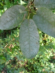 Quercus polymorpha