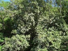 Quercus polymorpha
