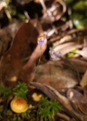 Burmannia biflora
