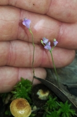 Burmannia biflora