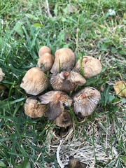 Coprinellus