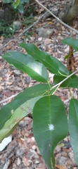 Croton verreauxii