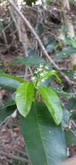 Croton verreauxii