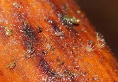 Hispidula dicksoniae