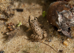 Adenomera hylaedactyla