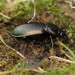 Bronze Ground Beetle - Photo (c) Donald Hobern, some rights reserved (CC BY)