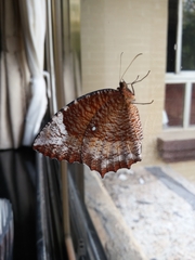 Elymnias hypermnestra