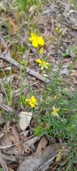 Hibbertia australis