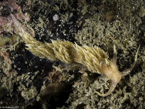 Facelina annulicornis