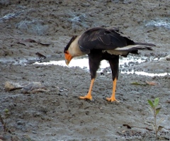 Caracara plancus