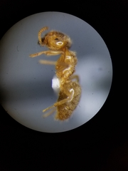 Lasius brevicornis