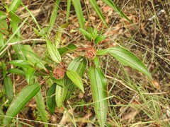 Melastoma sanguineum