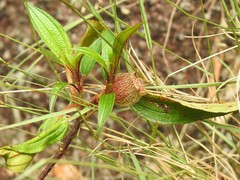 Melastoma sanguineum