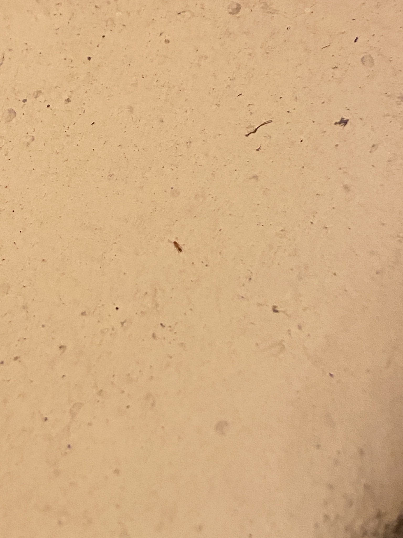 Monomorium pharaonis