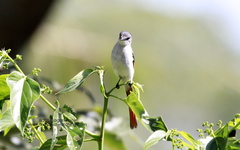 Pericrocotus lansbergei