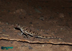 Tenuidactylus caspius