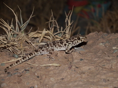 Tenuidactylus caspius