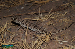 Tenuidactylus caspius