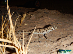 Tenuidactylus caspius