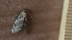 Abablemma bilineata