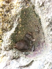 Hippoboscoidea