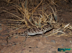 Tenuidactylus caspius