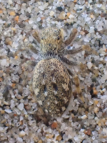 Intertidal Jumping Spider