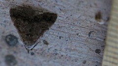 Bleptina flaviguttalis