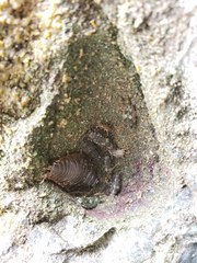 Hippoboscoidea