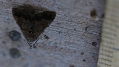 Bleptina flaviguttalis