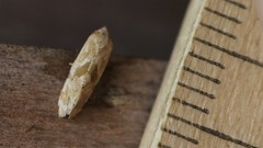 Platphalonidia magdalenae