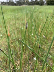 Eleocharis acuta