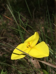 Patersonia umbrosa