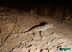 Tenuidactylus caspius