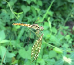 Brachythemis contaminata