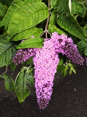 Buddleja davidii