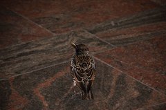 Sturnus vulgaris
