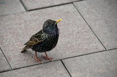 Sturnus vulgaris