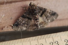 Metria bilineata