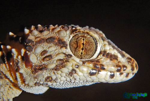 Caspian Bent-toed Gecko