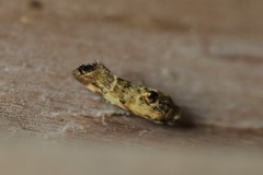 Spragueia jaguaralis