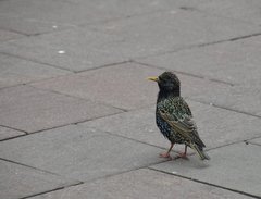 Sturnus vulgaris